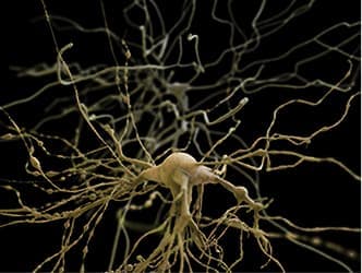 Paired neurons