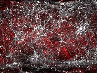 Synaptome