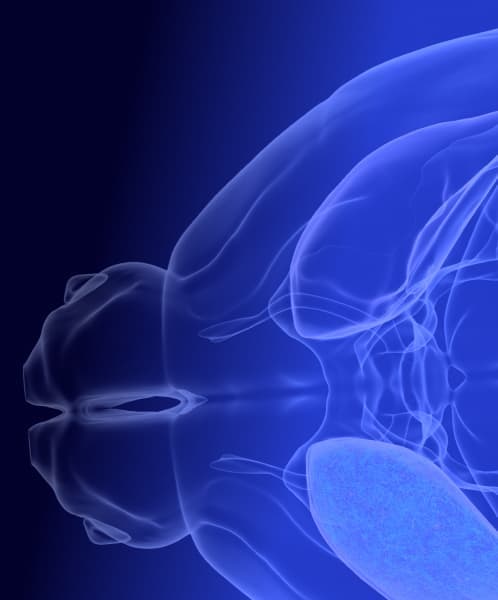 The Blue Brain Cell Atlas