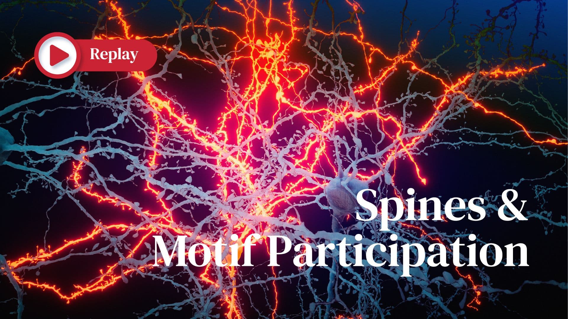 Replay | Spines & Motif Participation