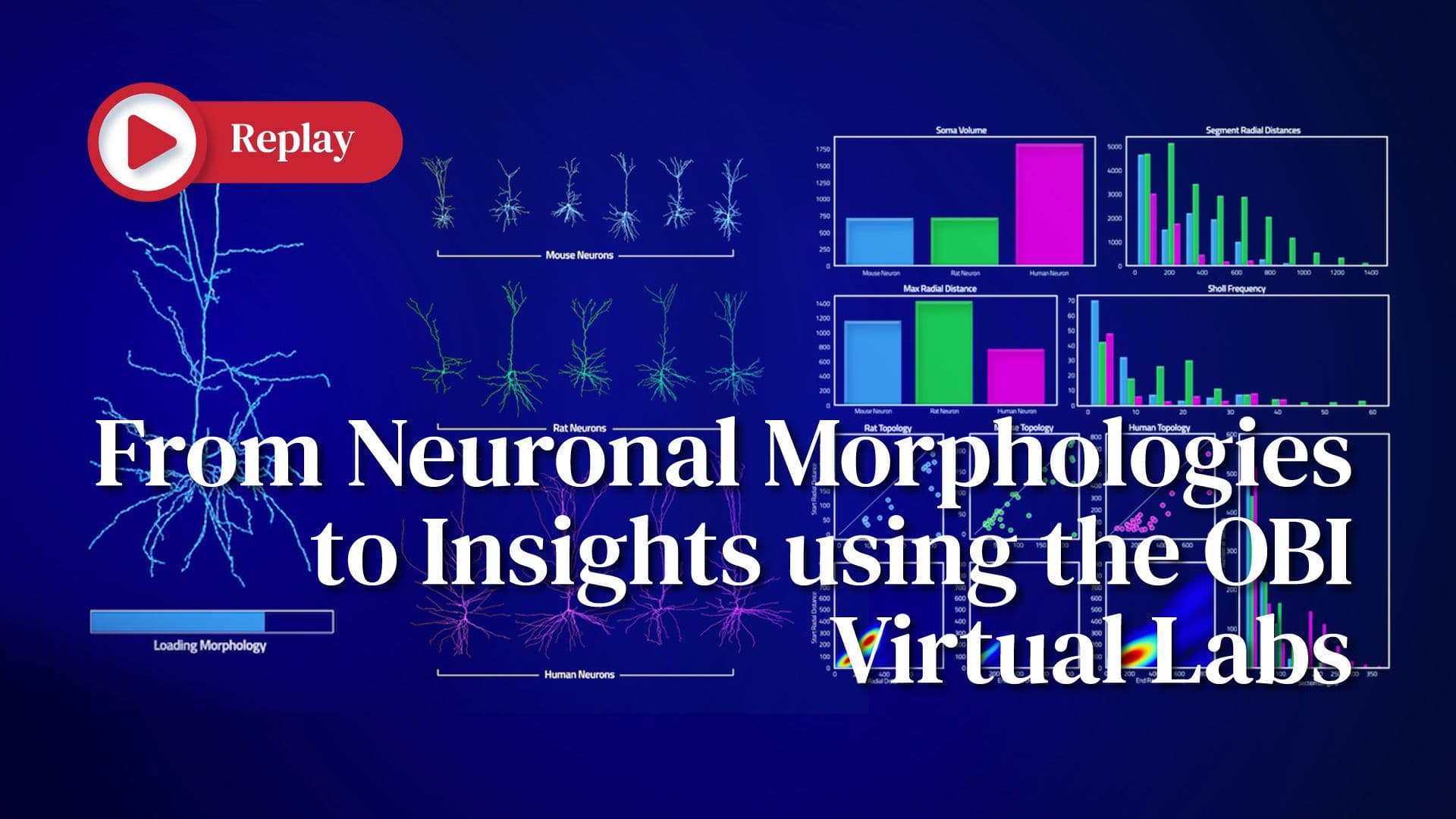 Replay | From Neuronal Morphologies to Insights using the OBI Virtual Labs